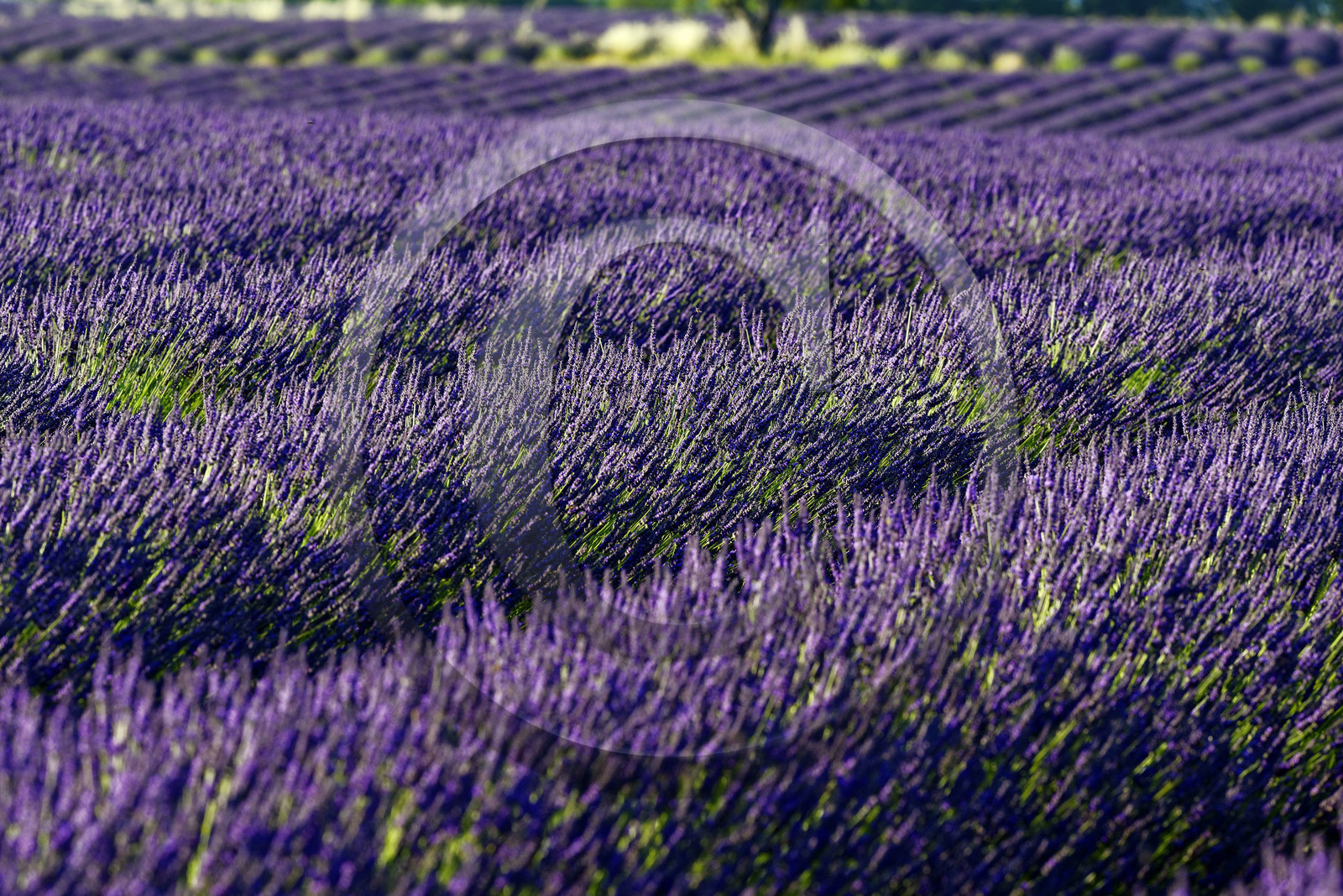 France, Valensole
