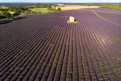 France, Valensole