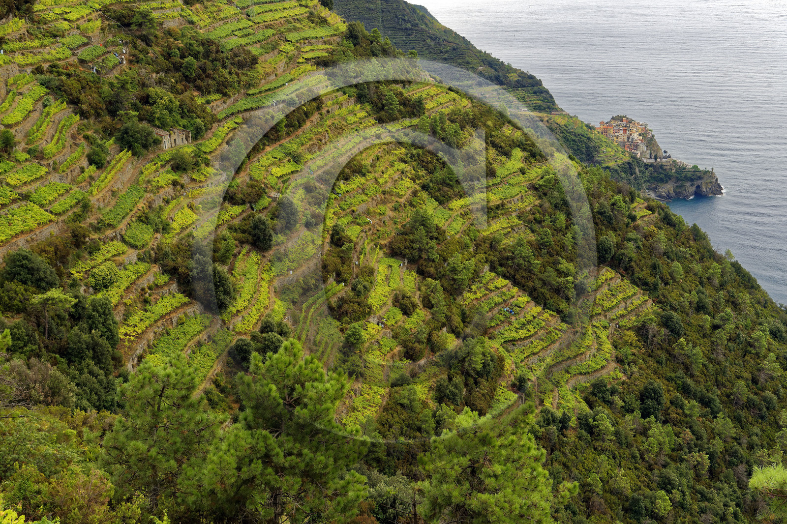 Italie, Cinque Terre