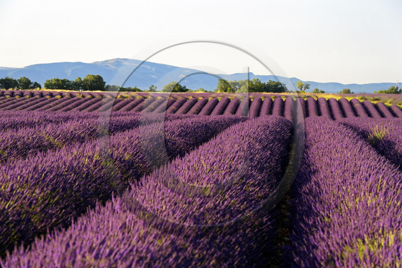 France, Valensole