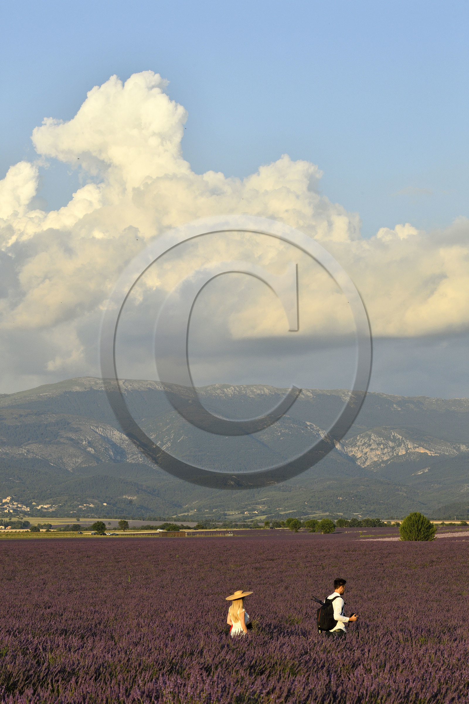 France, Valensole