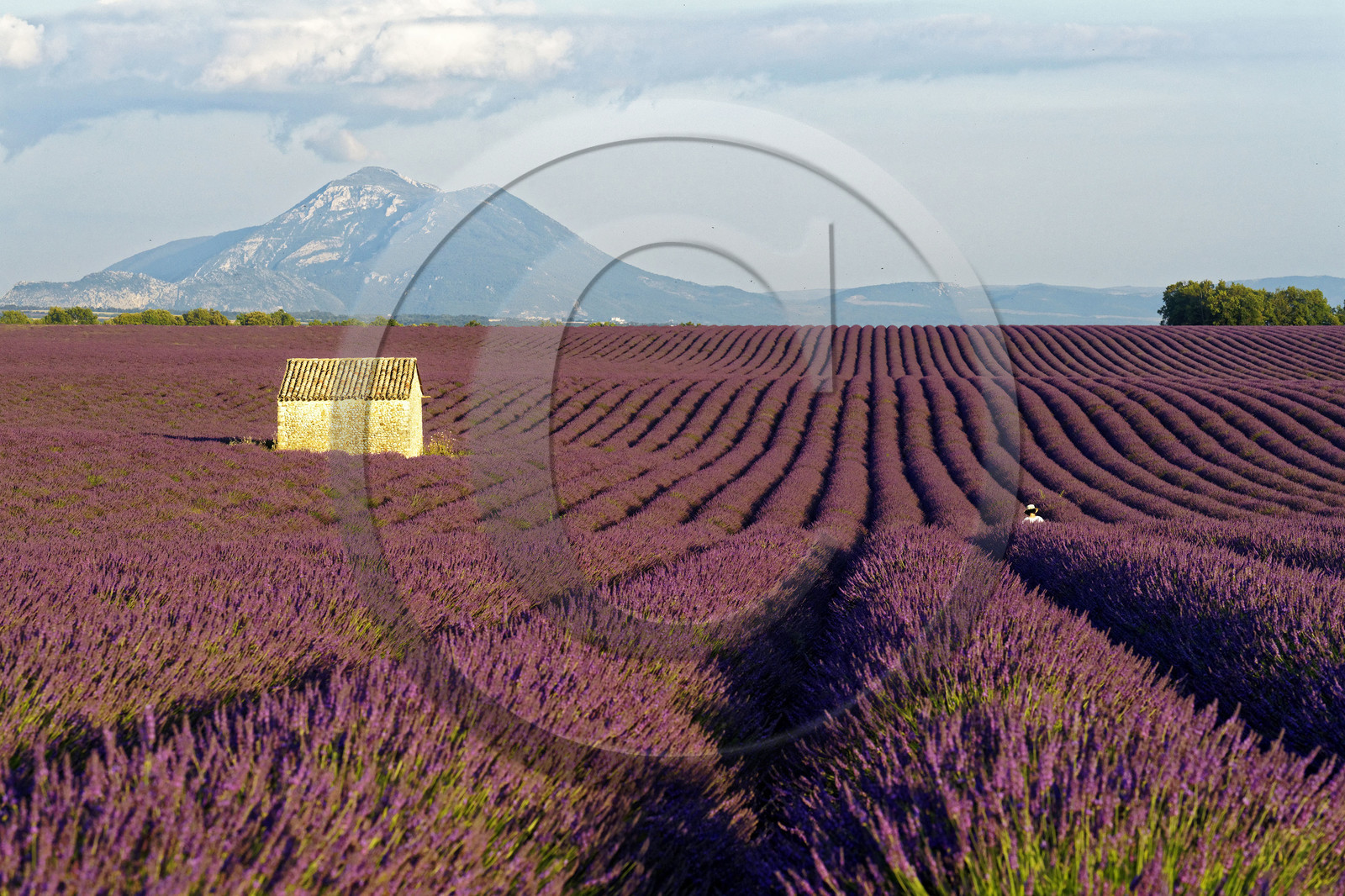 France, Valensole