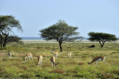 Namibie, Etosha