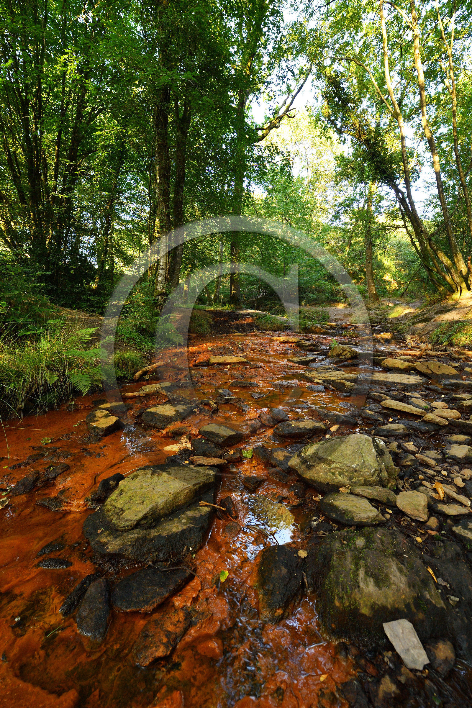 France, Brocéliande