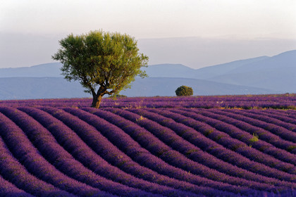 France, Valensole