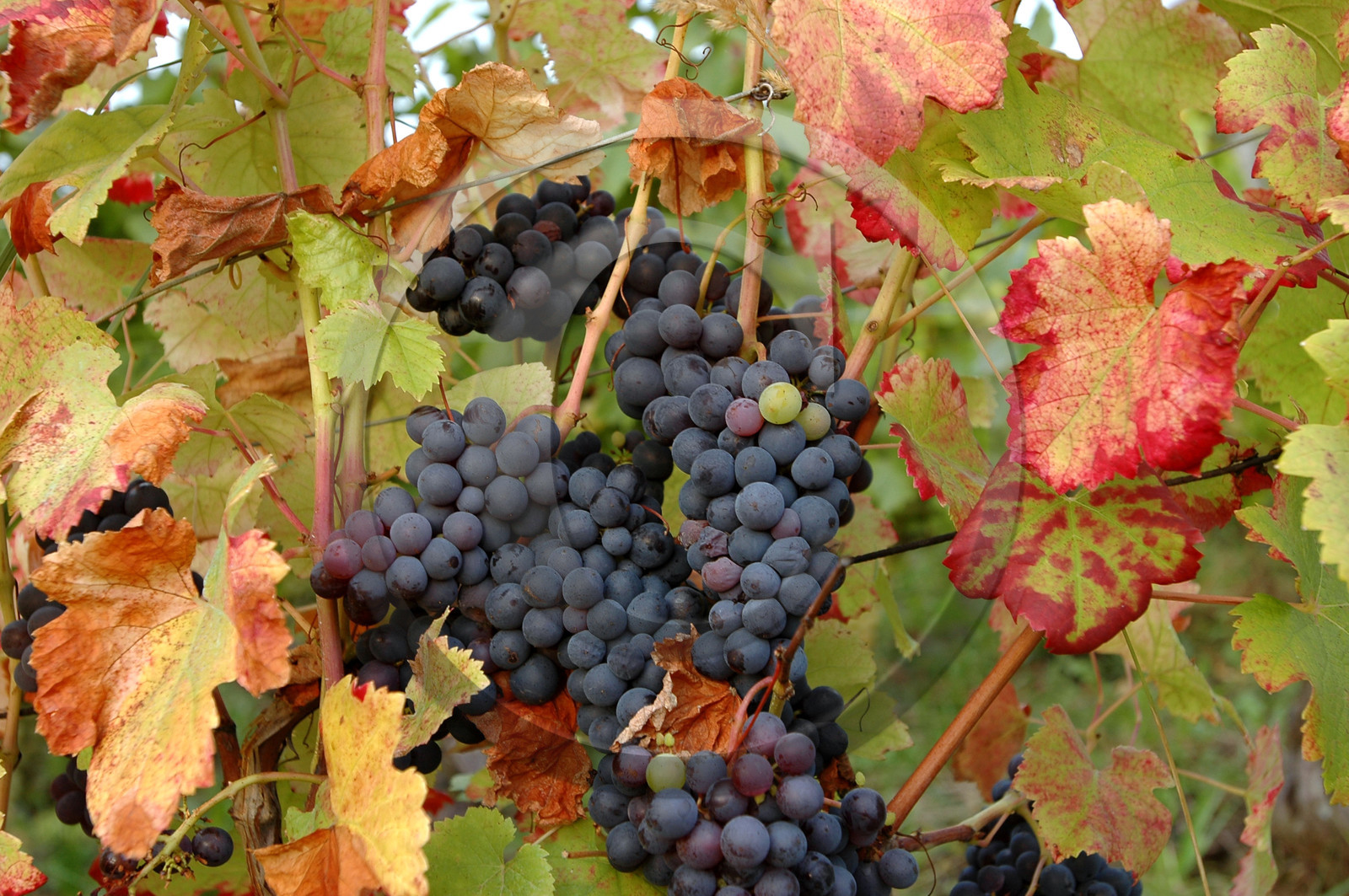 Franche-Comte, France