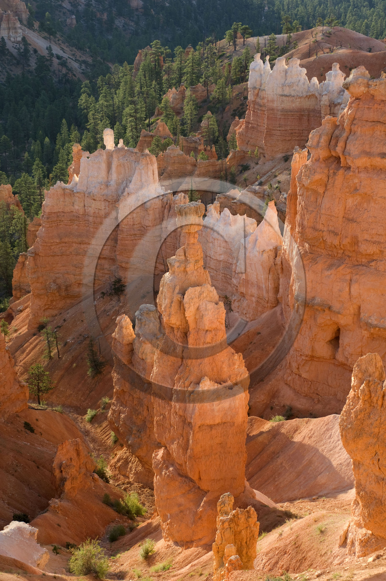 USA, BRYCE CANYON