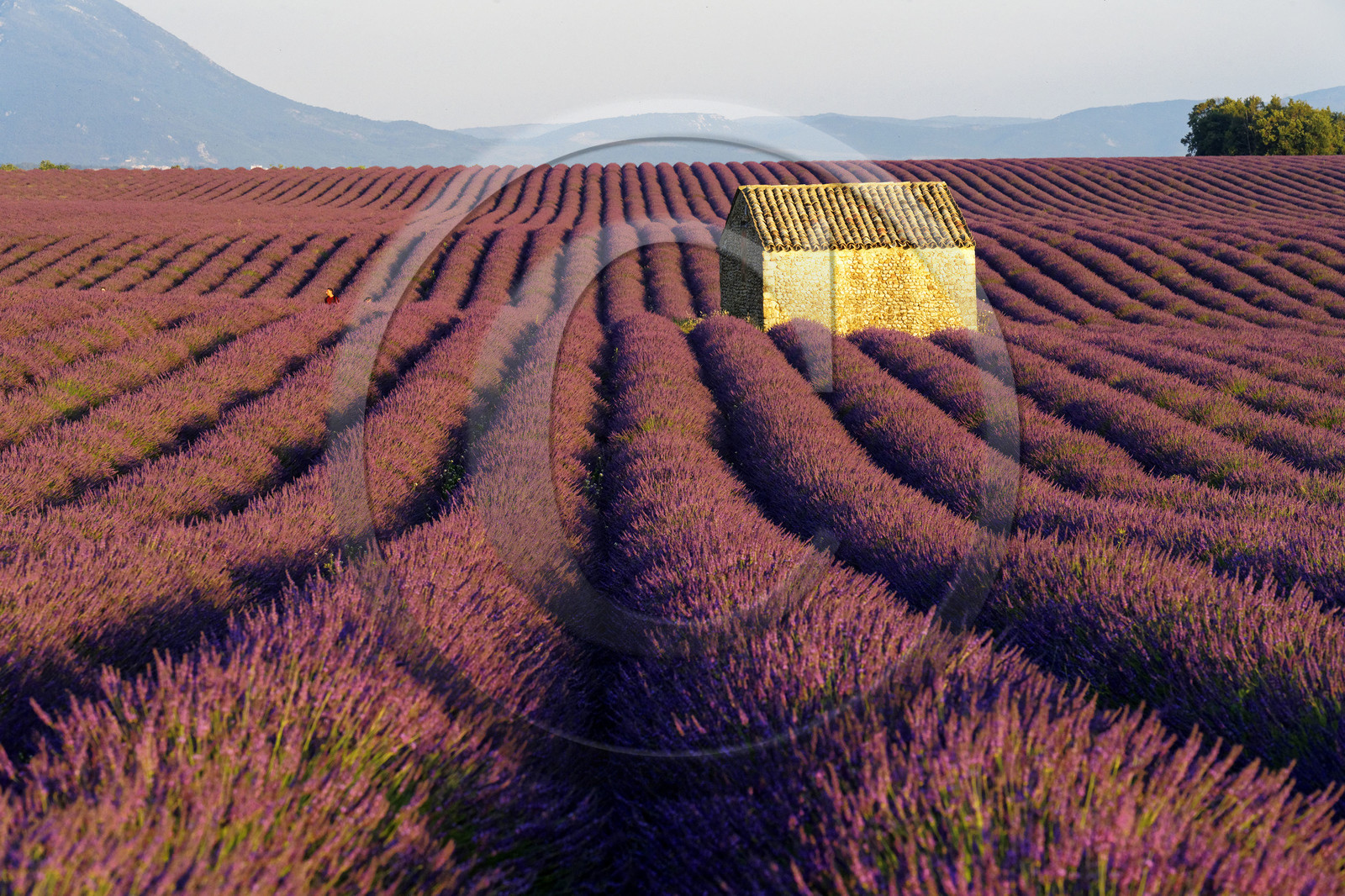 France, Valensole
