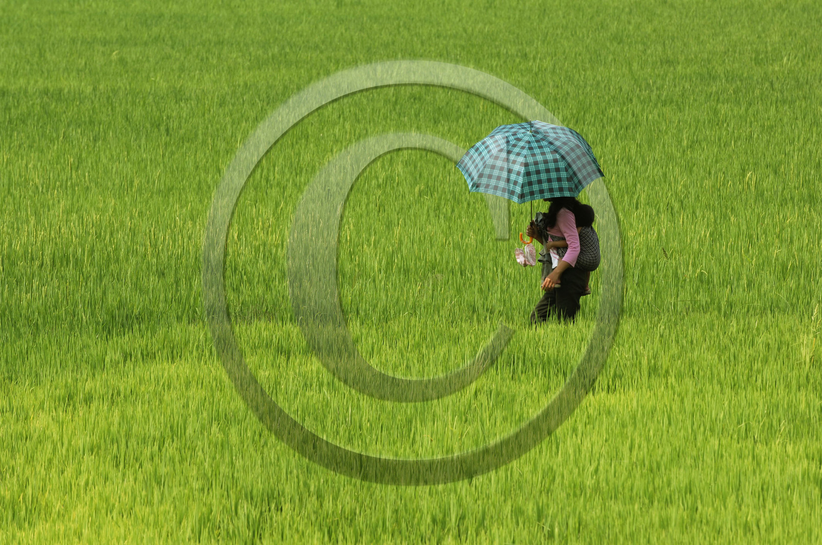 HAUTS PLATEAUX DU CENTRE. VIETNAM