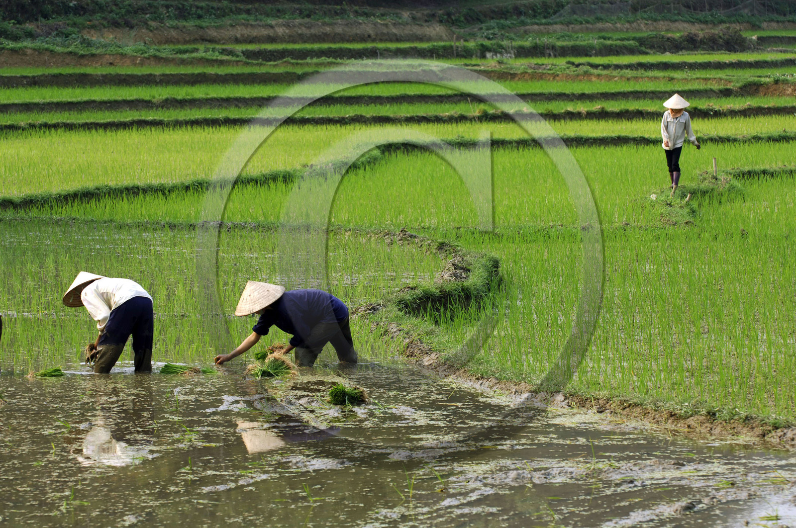 Repiquage du riz dans une rizière, Vietnam