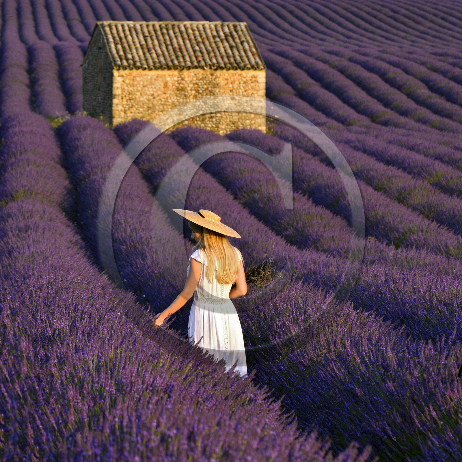 France, Valensole