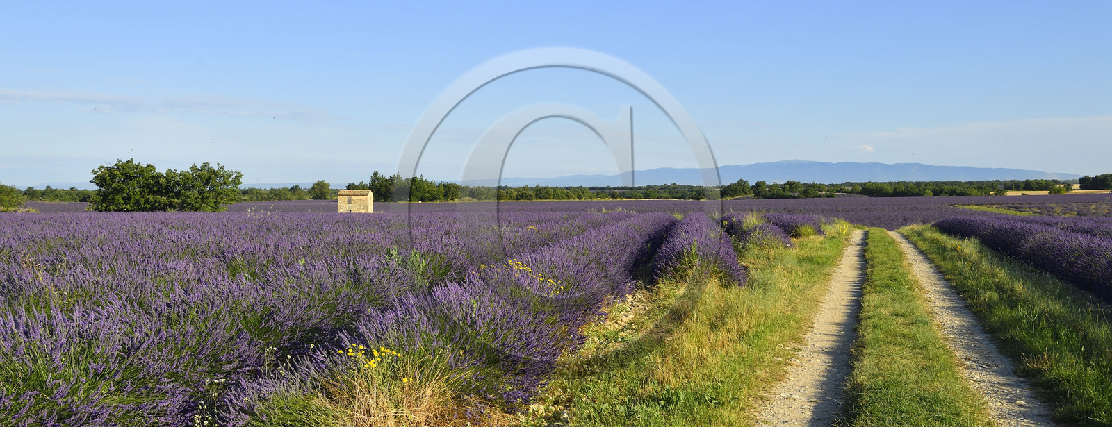 France, Valensole