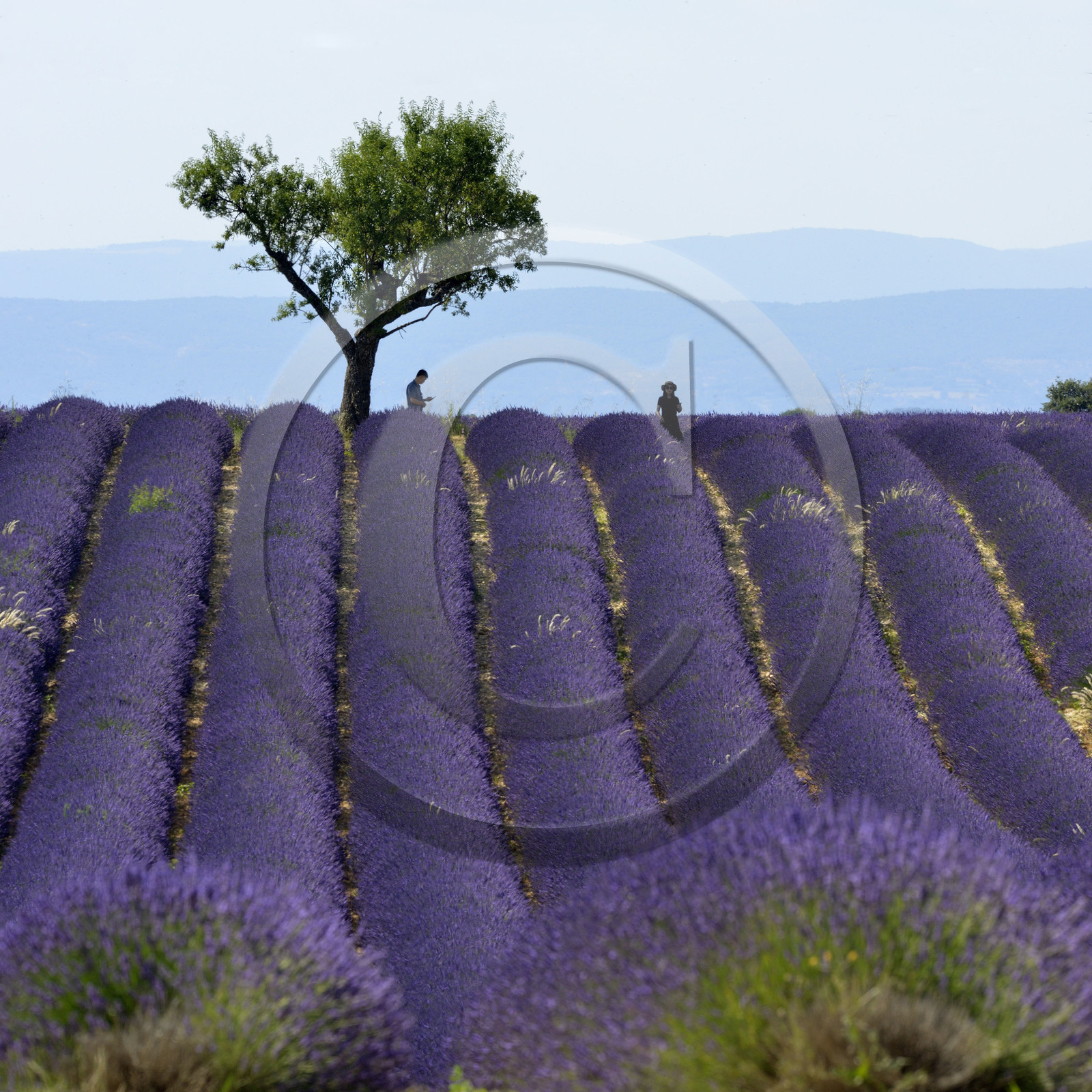 France, Valensole