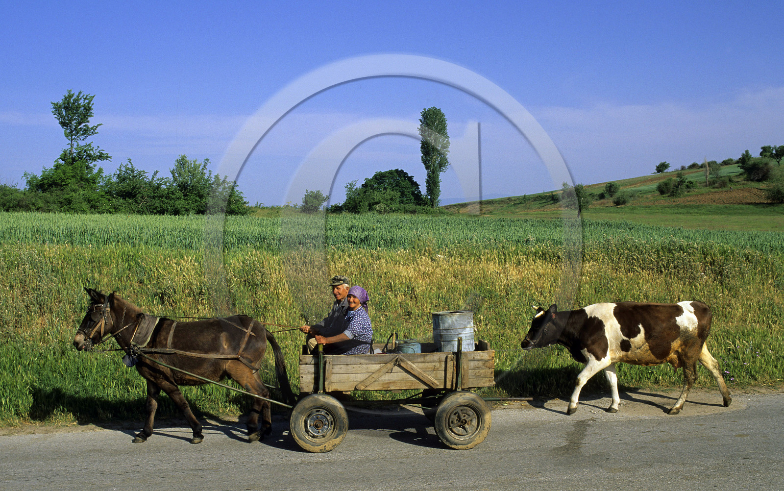 Charette tirée par un cheval, Bulgarie