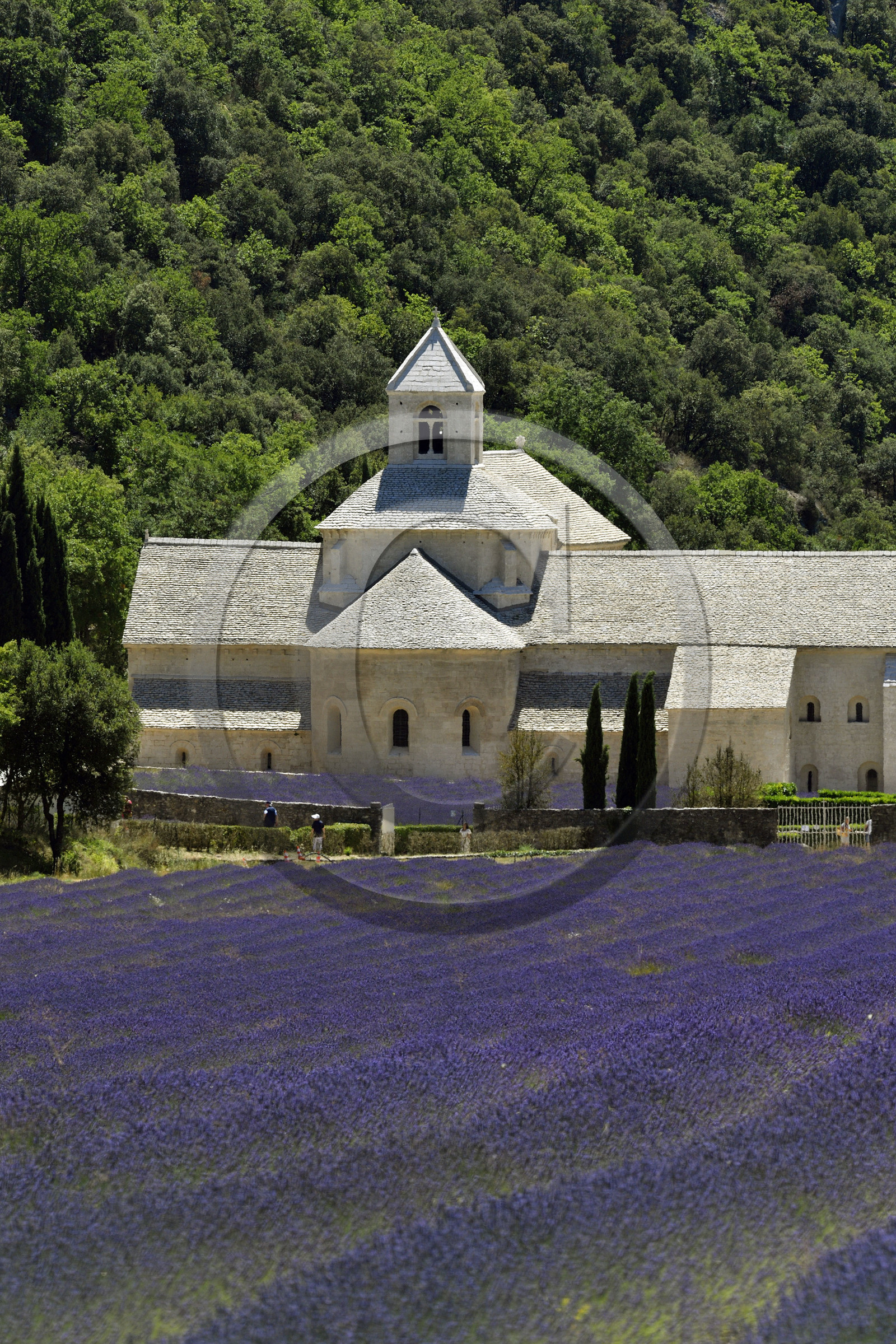 France, Senanque