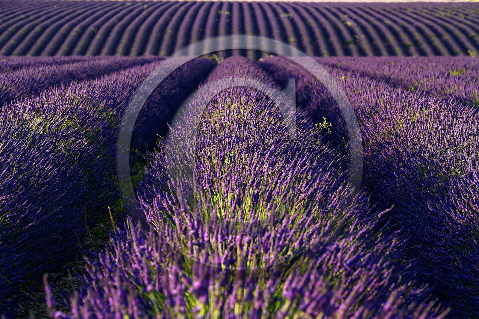 France, Valensole