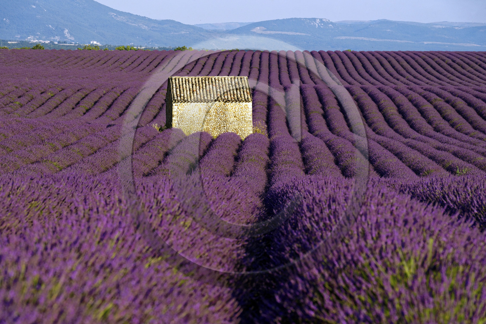 France, Valensole