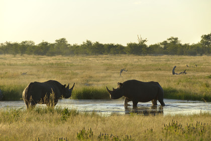 Namibie, Etosha