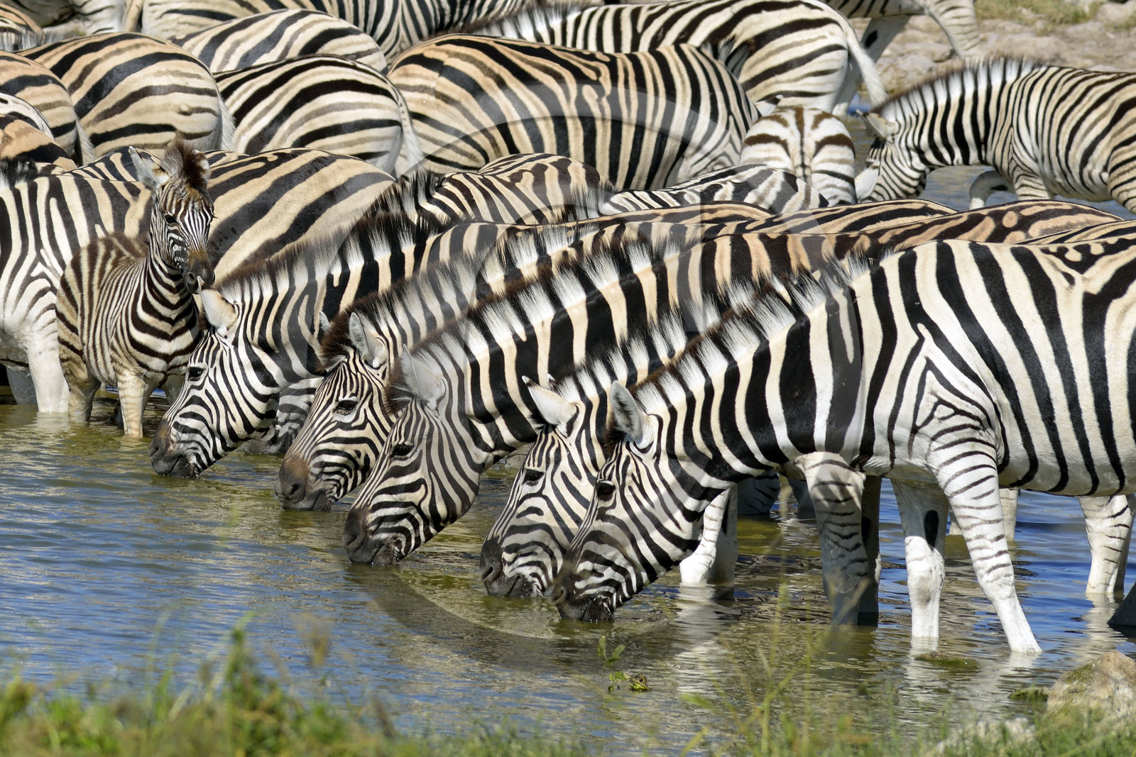 Namibie, Etosha
