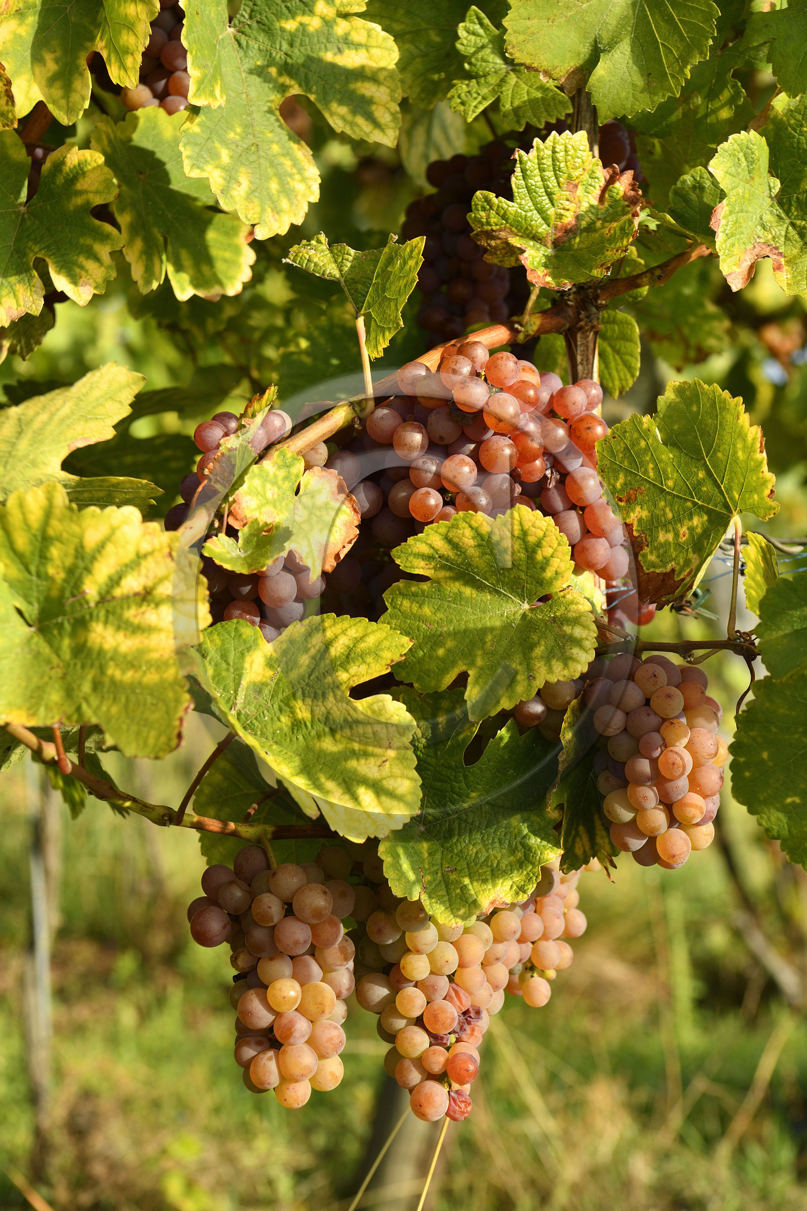 France, Dambach la Ville