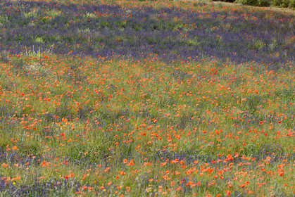 France, Mont Ventoux