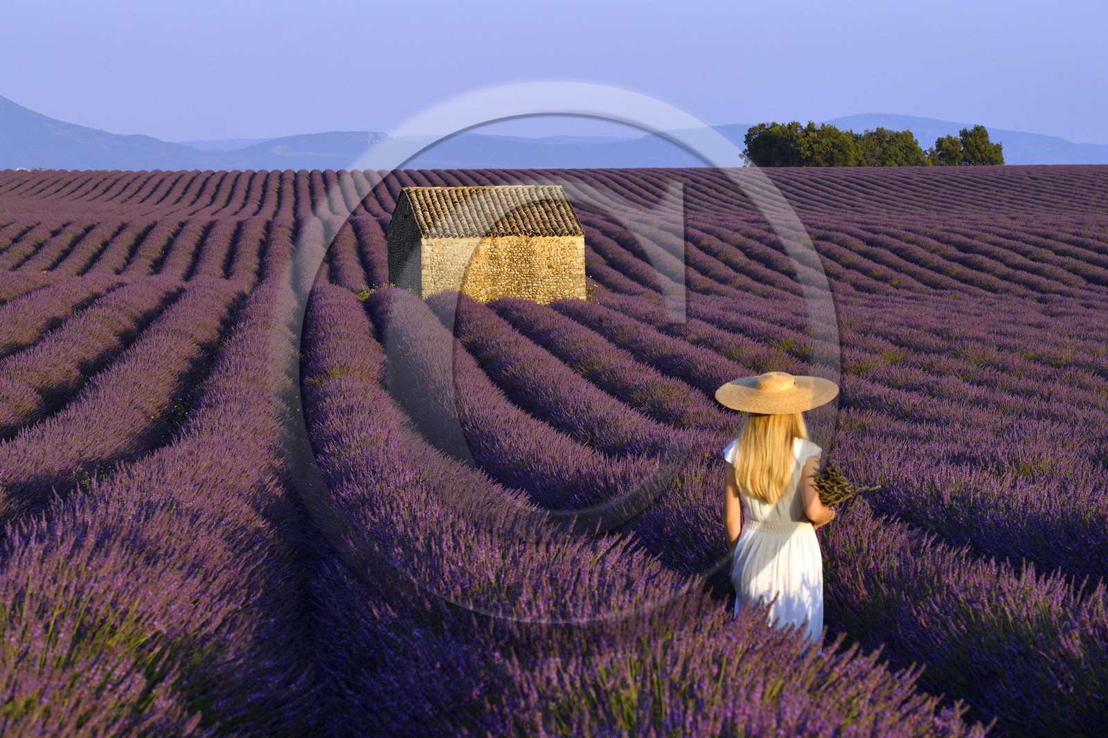 France, Valensole