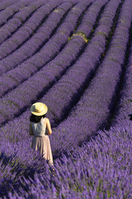 France, Valensole