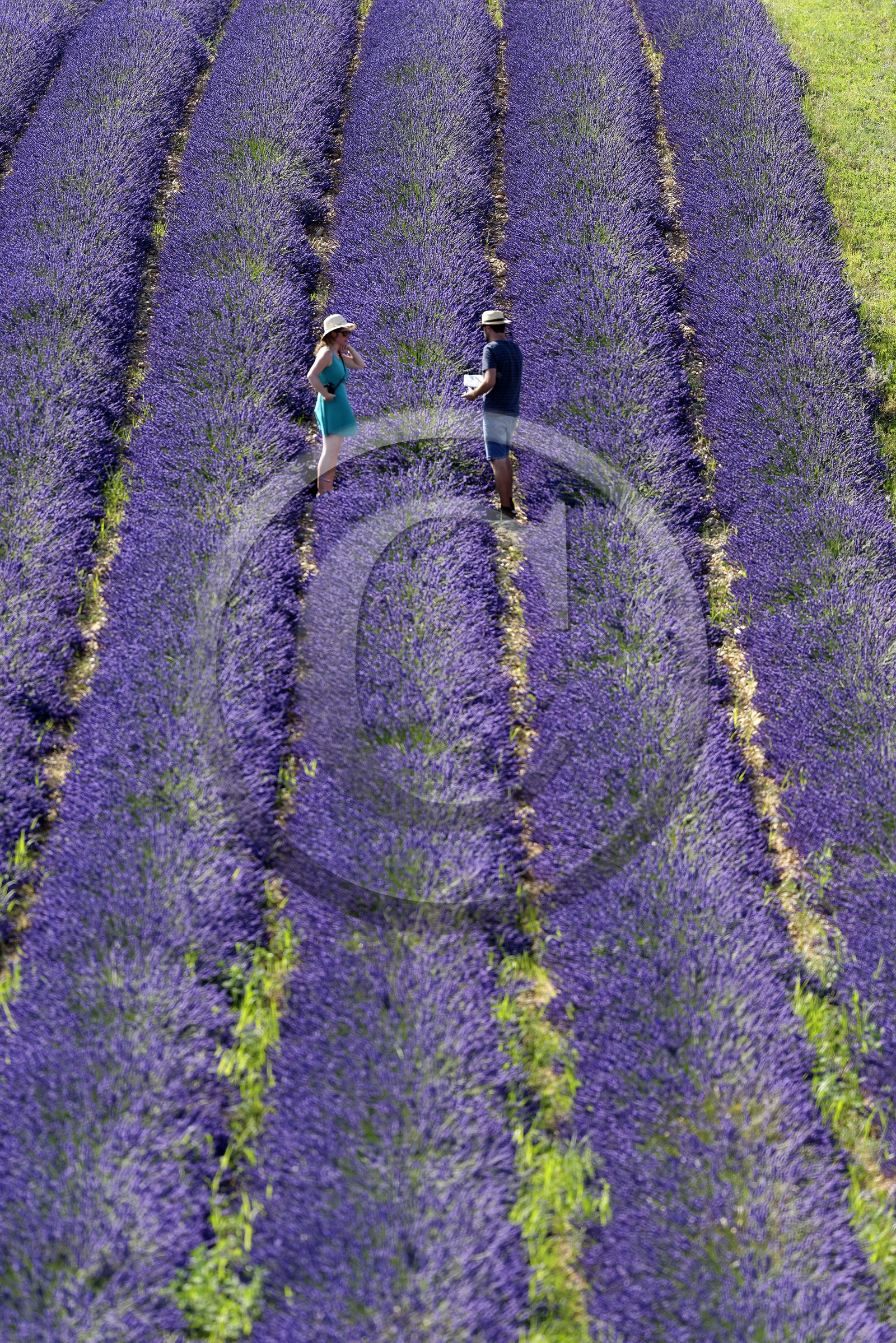 France, Valensole