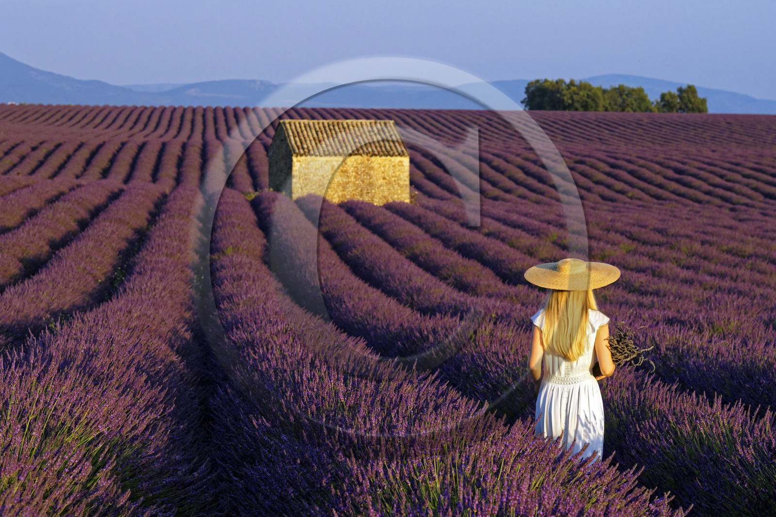 France, Valensole