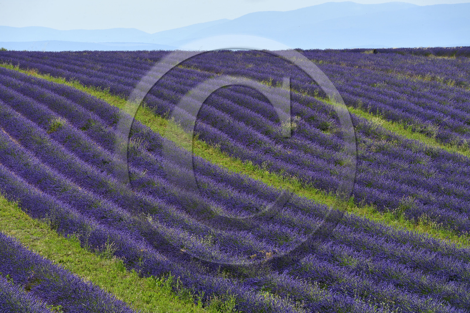 France, Valensole