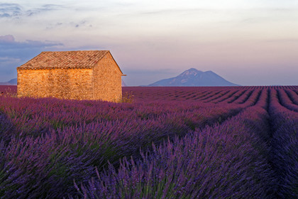 France, Valensole