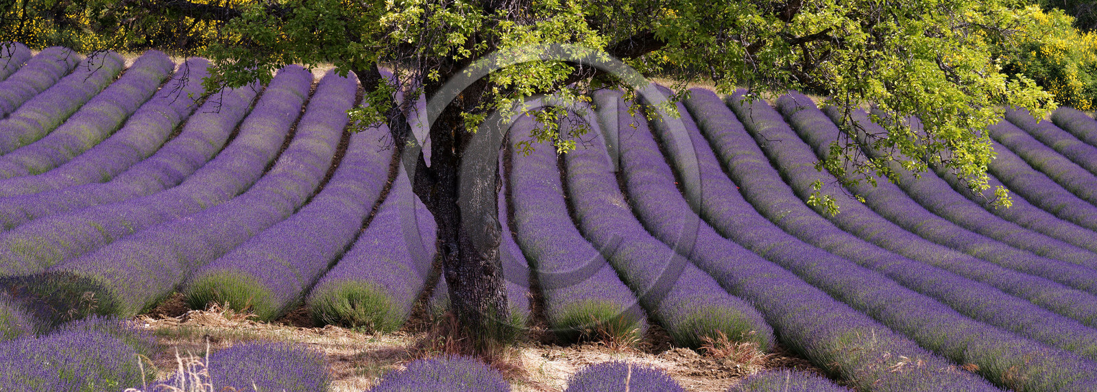 France, Mont Ventoux