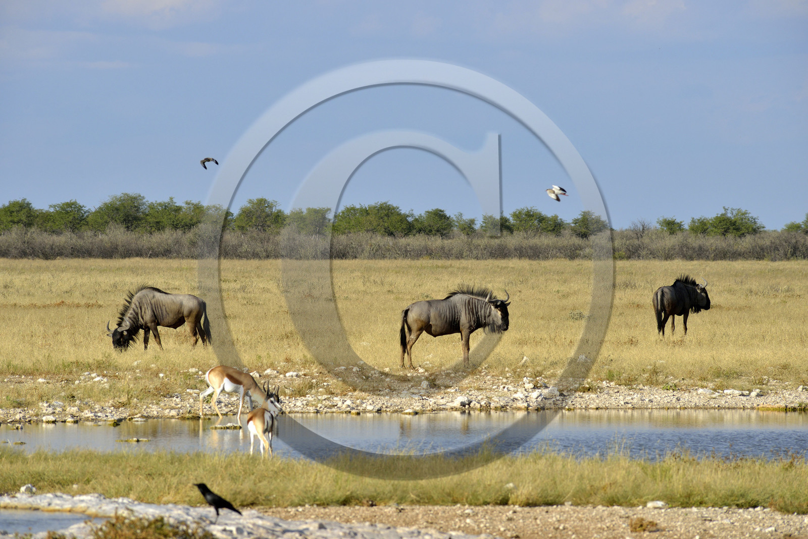 Namibie, Etosha