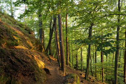 France, Fleckenstein