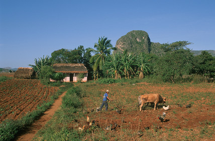 VINALES.CUBA