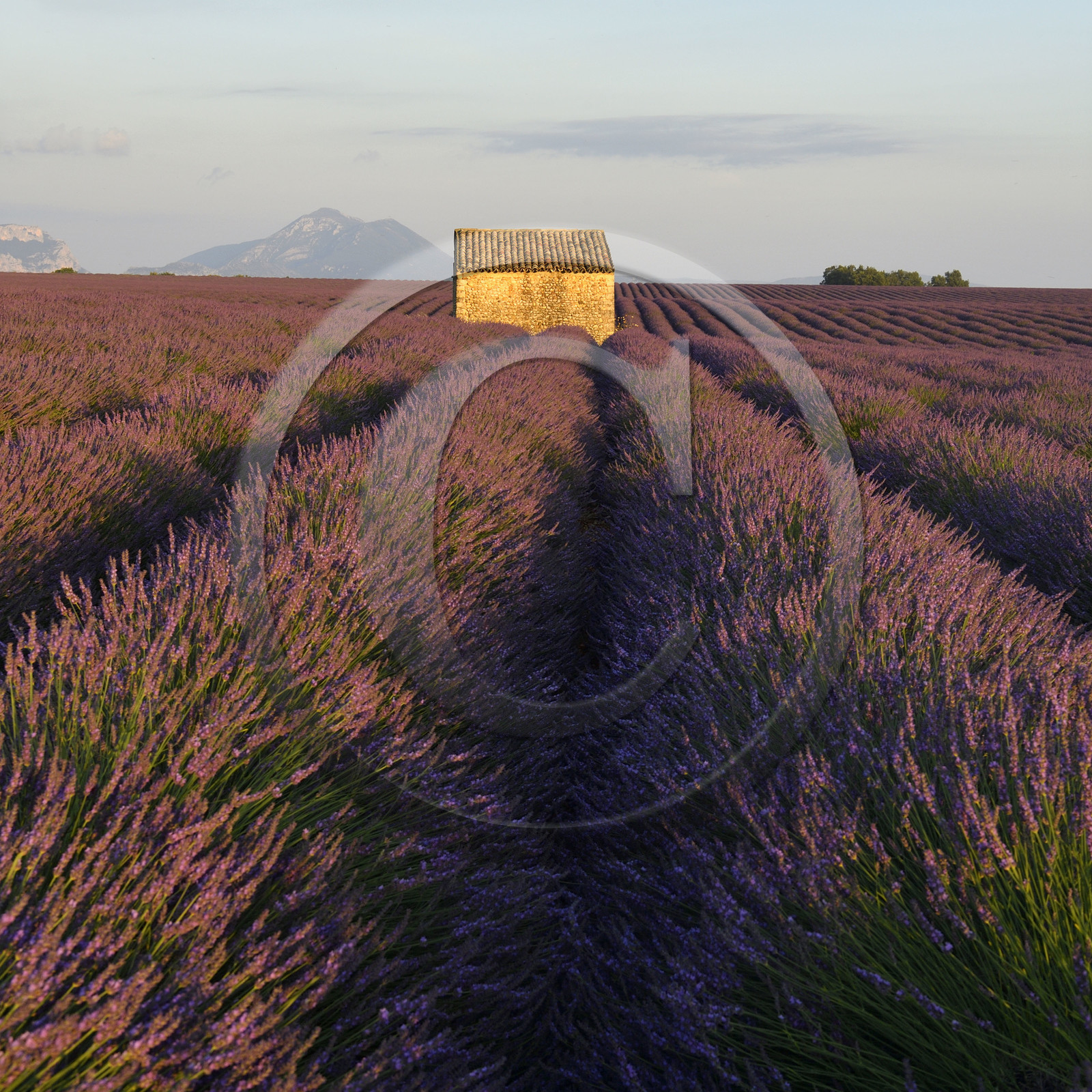 France, Valensole