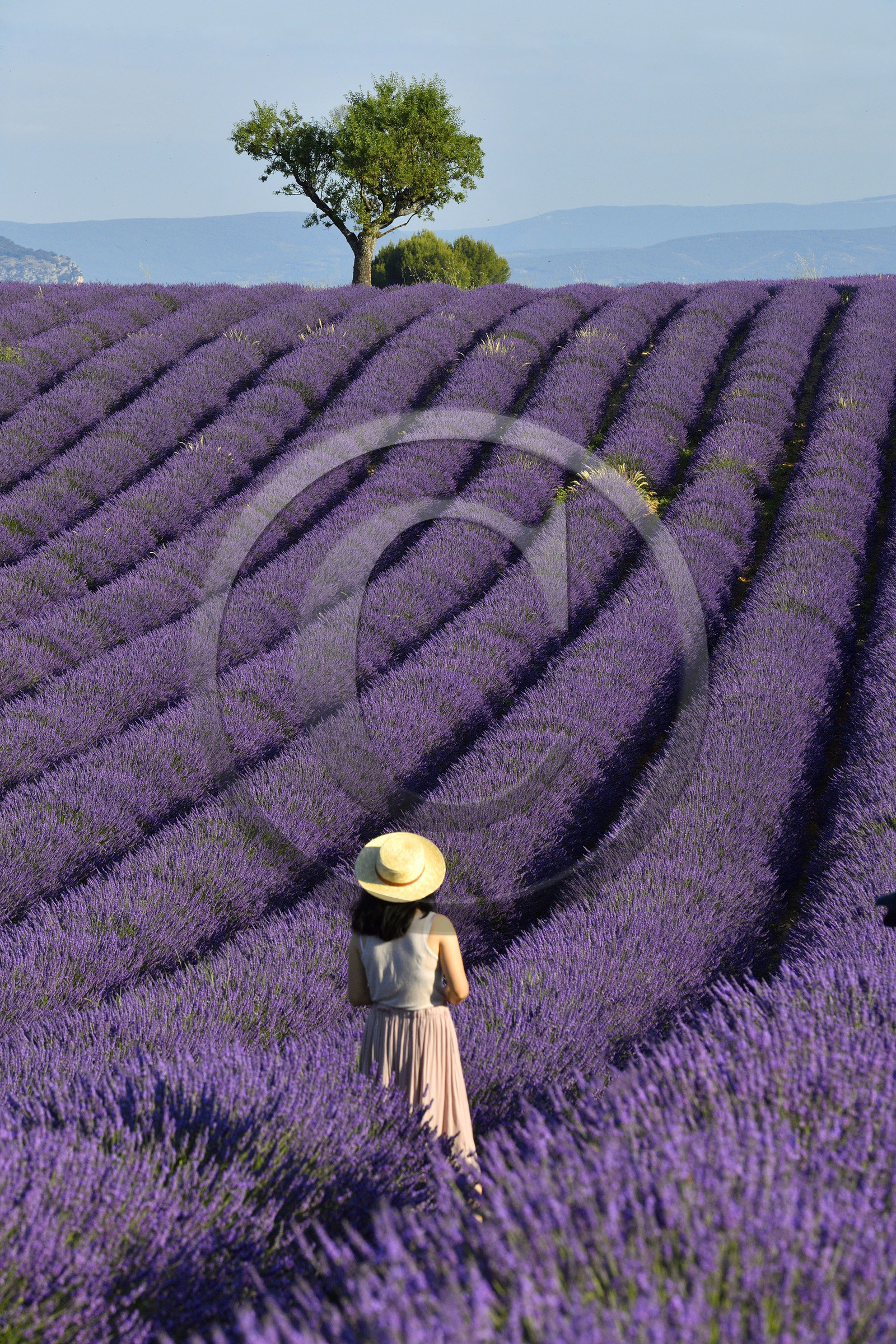 France, Valensole