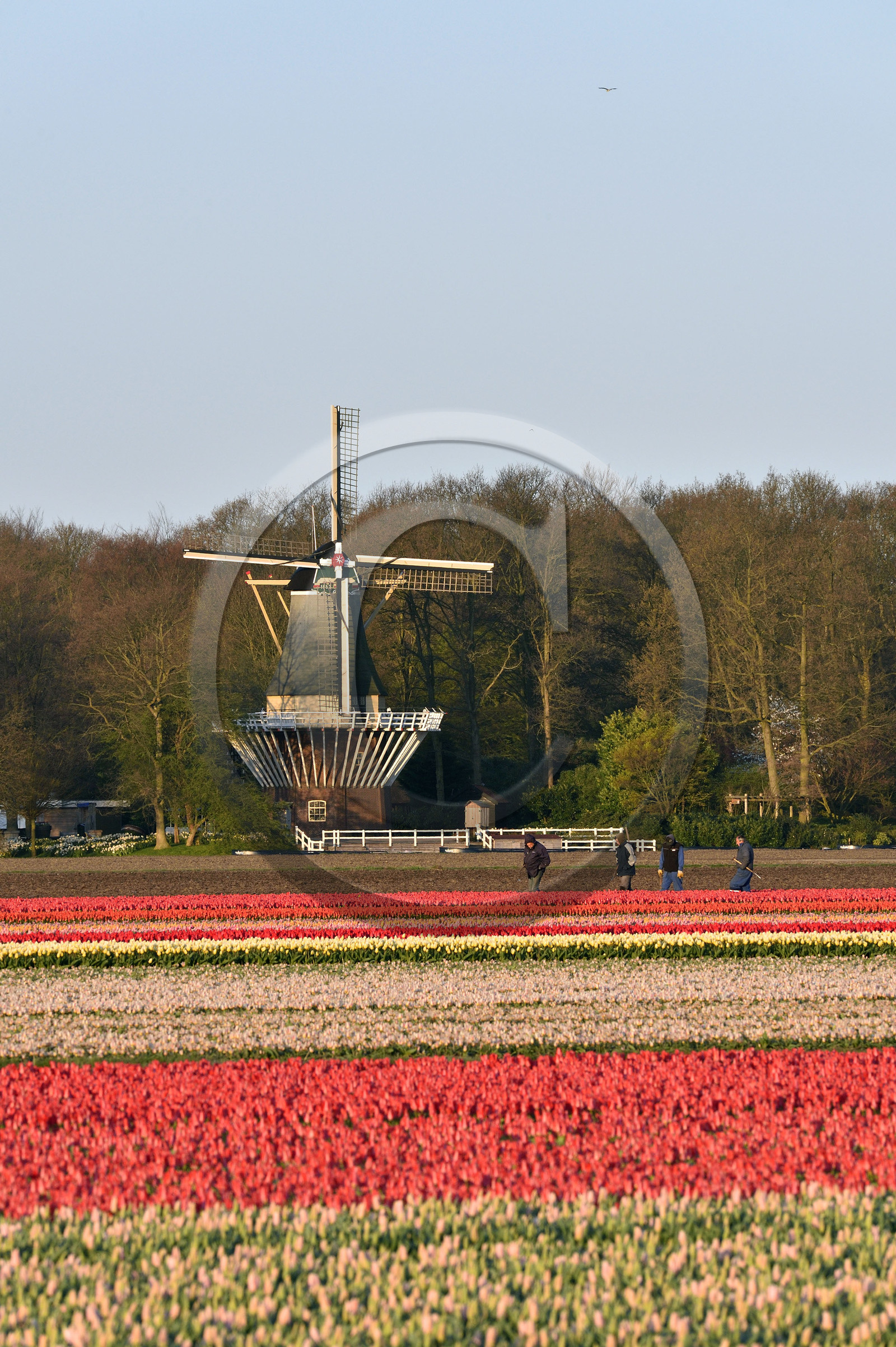 Hollande, Keukenhof