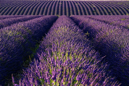France, Valensole