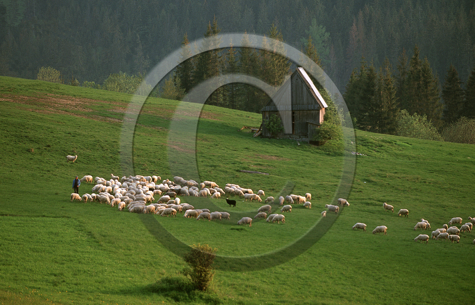 POLOGNE, RÉGION DE ZAKOPANE