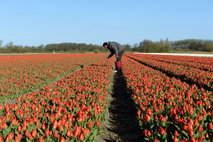 Hollande, Keukenhof