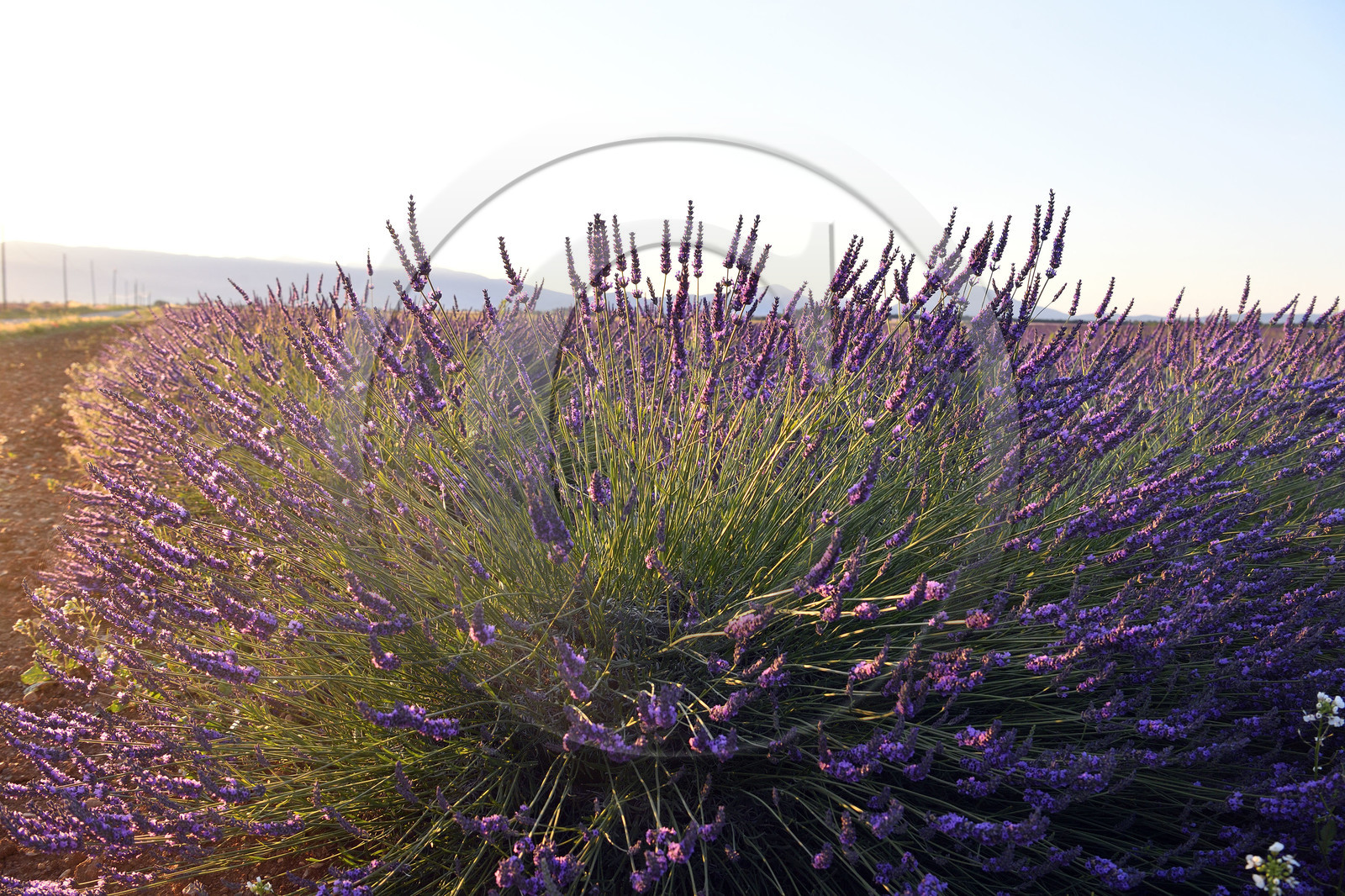 France, Valensole