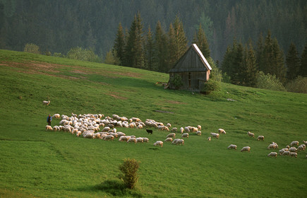 POLOGNE, RÉGION DE ZAKOPANE