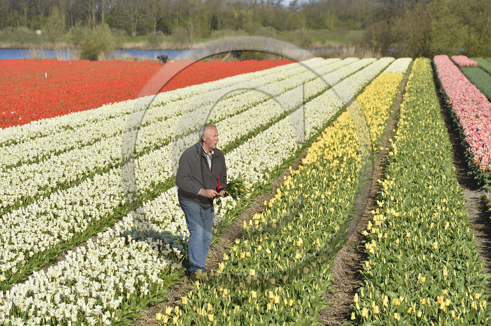 Hollande, Keukenhof