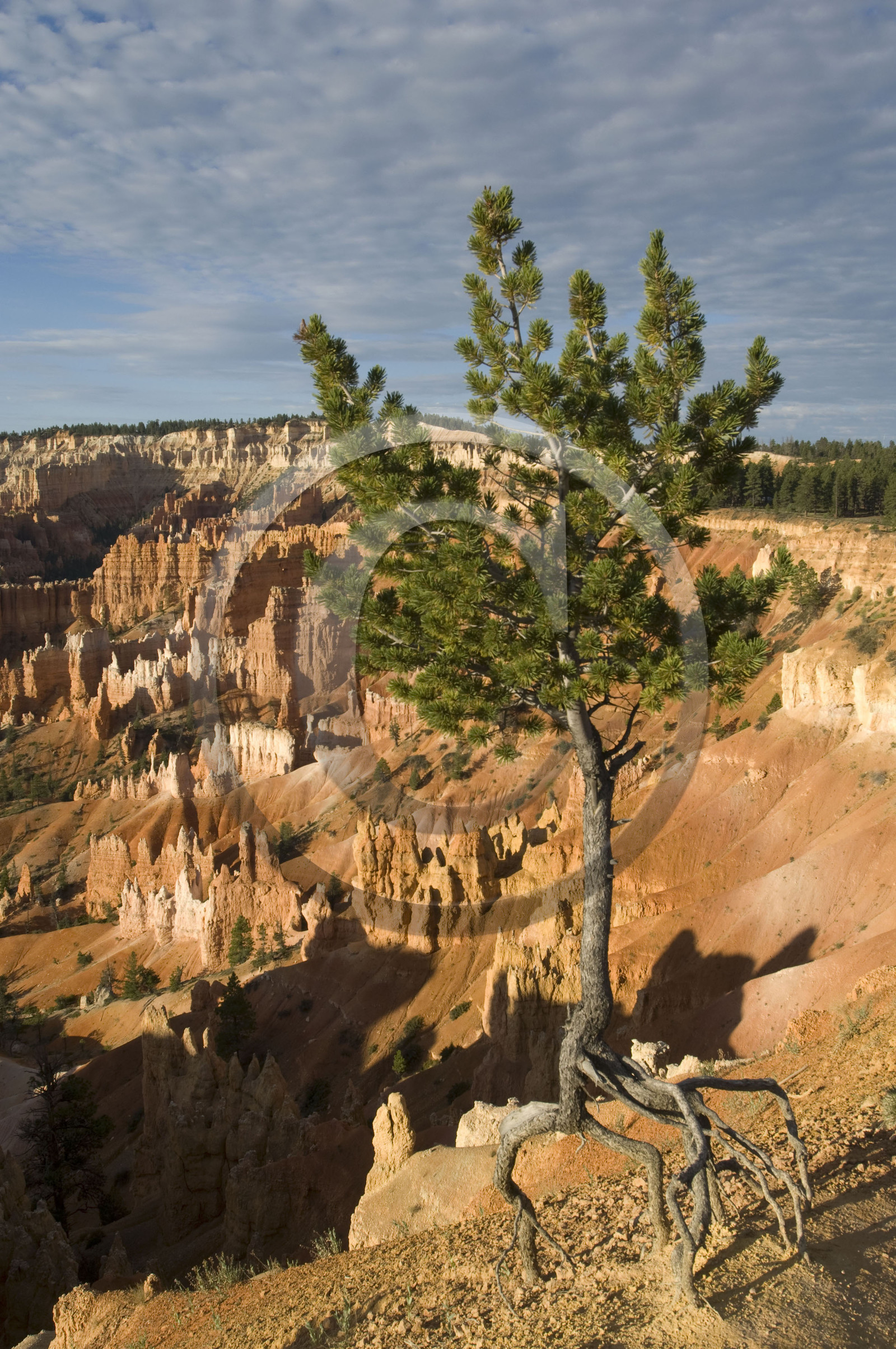 USA, BRYCE CANYON