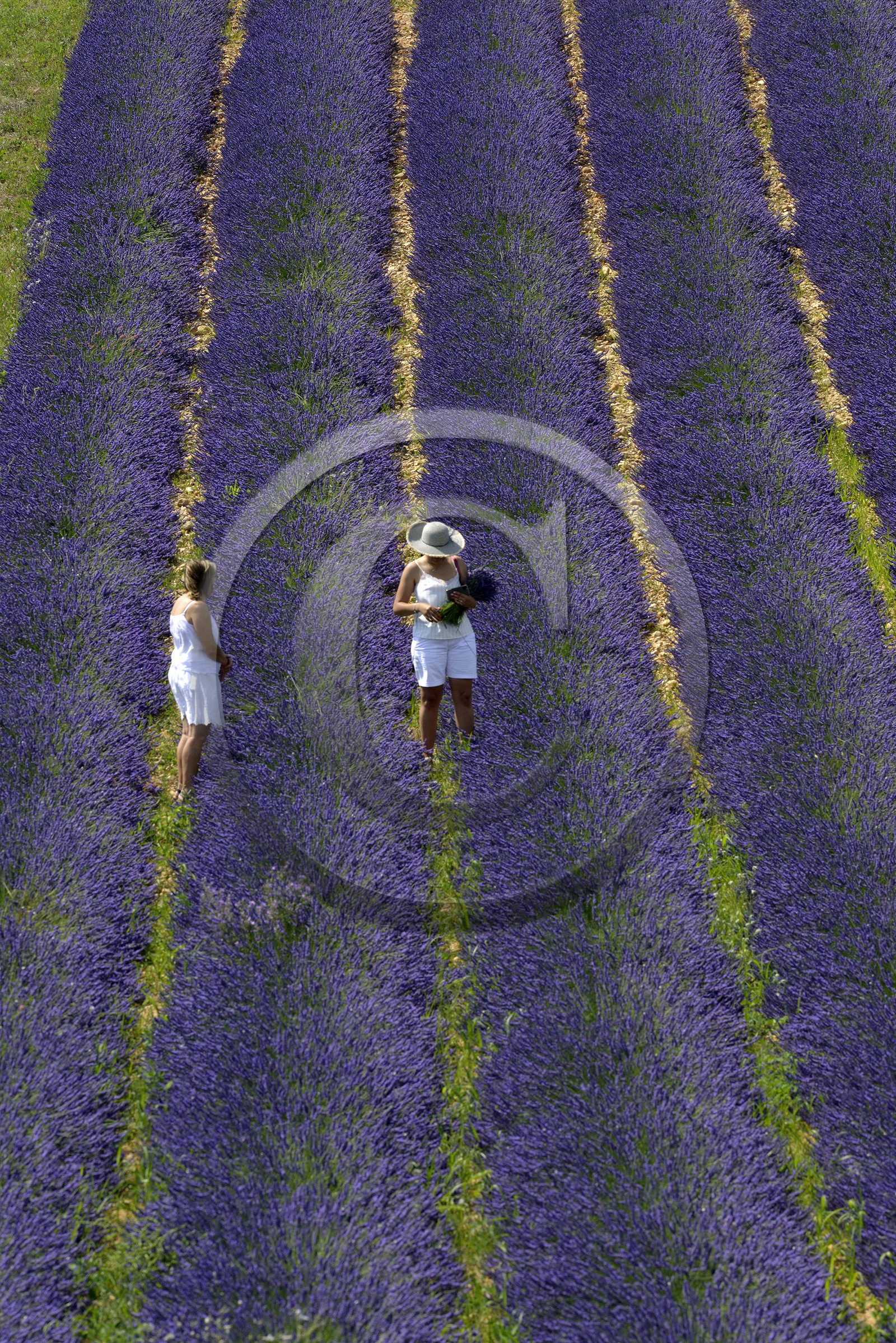 France, Valensole