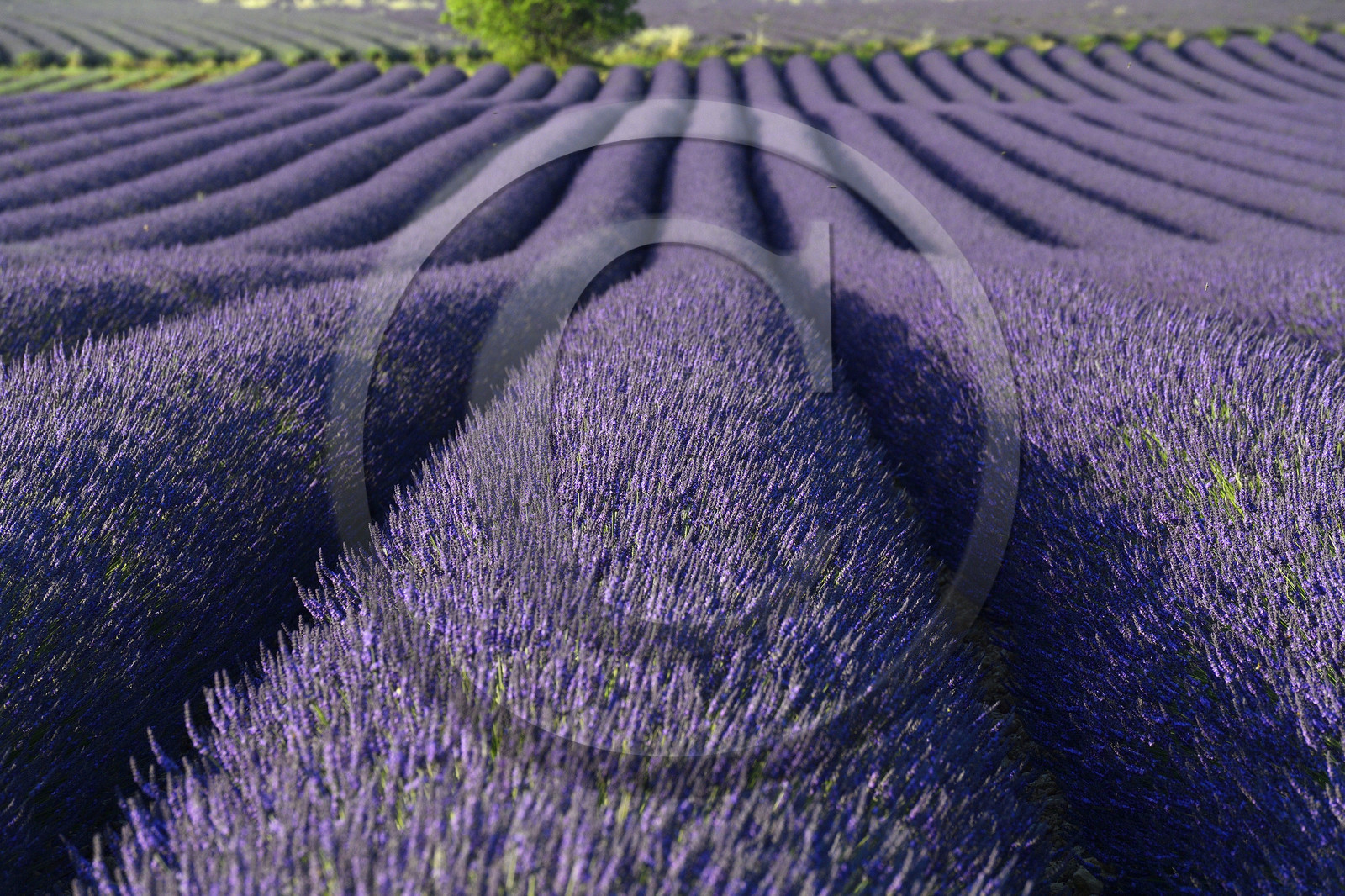 France, Valensole