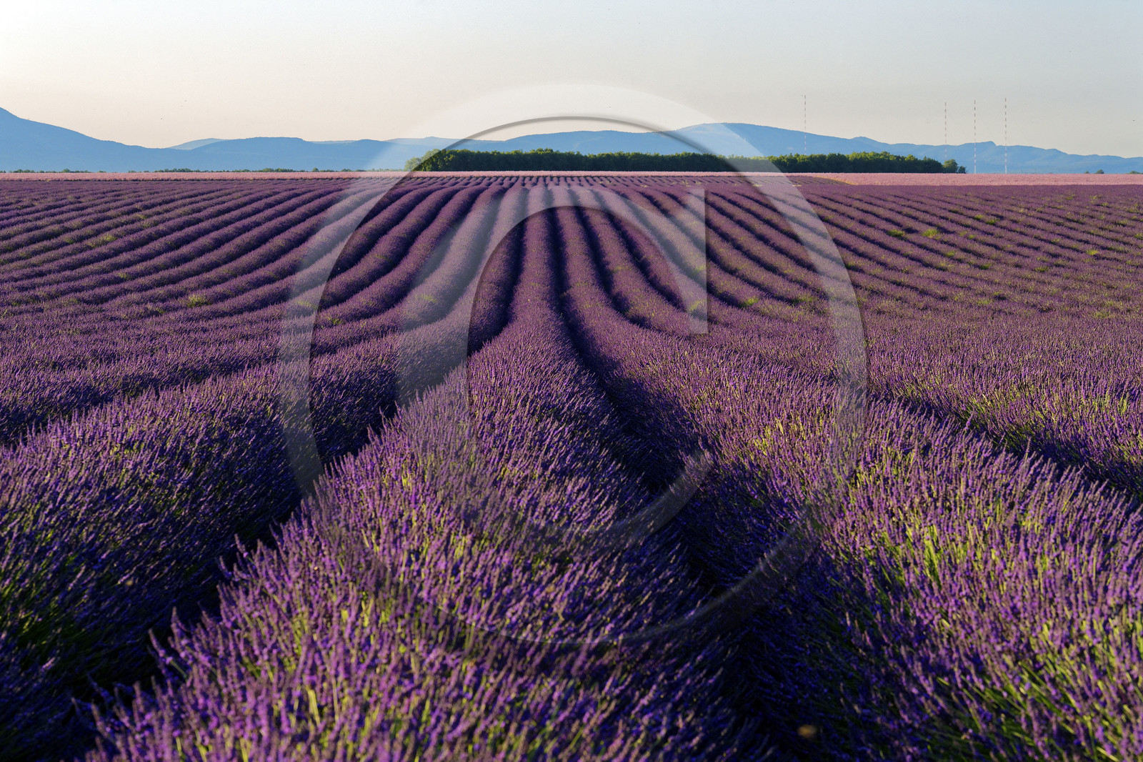 France, Valensole