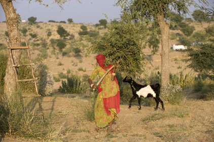 Inde, Rajasthan