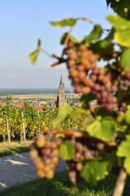 France, Dambach la Ville